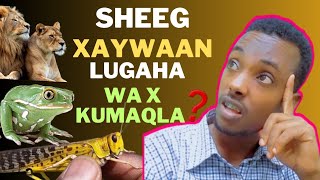 waa kuma xayawaanka gadaal gadaal aan usocon karinplz subscribe ♥️🇸🇴 [upl. by Bithia]