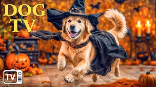 DOG TV Best Video Keep Your Dog Entertained of Halloween 🎃 Soothing Music to Calm amp Relax for Dog [upl. by Voss]