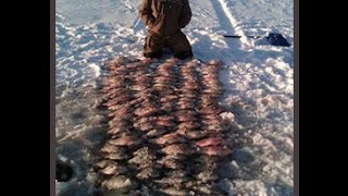 NonStop Fishing for Walleye Crappies White Bass [upl. by Bortman]