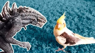 DinoMania  Zilla vs Cockatiel  Monsters Fight [upl. by Assirrec]