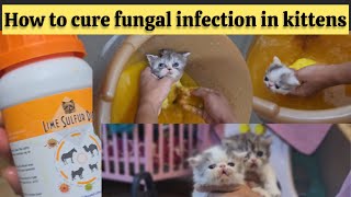 How to cure fungal infection in cats  how to use sulphur dip on cats amp kittens  cat skin infection [upl. by Herbert]