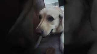 Shakal se Shariftrendlabradorloversfunnydogshortvideodoglover [upl. by Haleelahk]