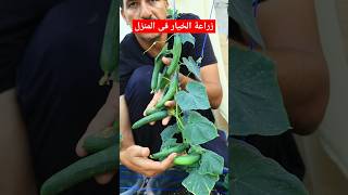 زراعة الخيار فى اصيص فى المنزل بكل سهولة [upl. by Rema]