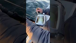 750lb Bluefin Tuna Spooling Reel [upl. by Stratton903]