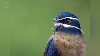 whiskered treeswift pictures  call and sound🔊 volcanoofbeauty5481 [upl. by Romo]