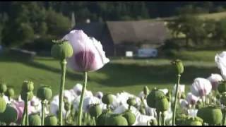 Mohn  Blume des Schlafs Teil 2 [upl. by Llevra255]