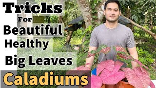 HOW TO CARE FOR CALADIUM  CALADIUM CARE TIPS [upl. by Timi]