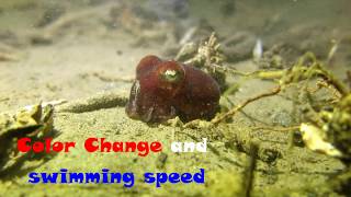 Stubby Squid Action Bury itself and change Color [upl. by Bazil]