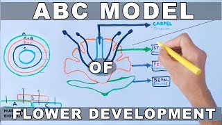 ABC Model of Flower Development [upl. by Nuahsak]