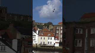 Whitby seaside town harbour and The Endeavour replica of Captain Cook [upl. by Gussy]