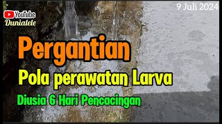 Pergantian Pola Perawatan Larva dihari ke6 masa Pencacingan [upl. by Enila]