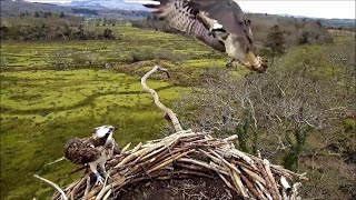 02 April  The Pont Croesor couple visits Glaslyn nest  ©Bywyd Gwyllt Glaslyn Wildlife [upl. by Munster]