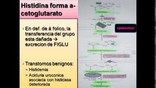 BIOQUIMICA DE PROTEINAS CLASE 2 CATABOLISMO DE ESQUELETOS DE CARBONO DE AMINOACIDOS [upl. by Eednas857]