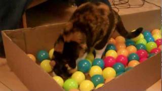 Cats In A Ball Pit [upl. by Skye]