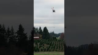 R44 Helicopter Flying Christmas Trees 2023 Part 2 [upl. by Merrick883]