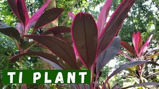 Ti Plant Cordyline  How to propagate  Plant Care amp Tips [upl. by Cornelle]