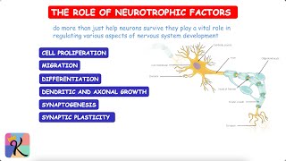 Neurotrophic Factors The Brain’s Lifelines [upl. by Ahseniuq930]