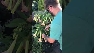 BRUGMANSIA pruning ☀️🌱 UK morning sun Beautiful 🌸☀️🌺 [upl. by Rockwell]