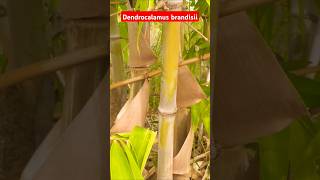 Dendrocalamusbrandisii bamboo बांबू [upl. by Nosnorb714]