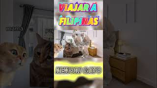 Meme de gatos [upl. by Wayolle]