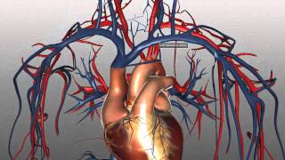 The Heart and Major Vessels  PART 2  Anatomy Tutorial [upl. by Rubbico]