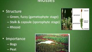 Mosses Liverworts and Hornworts Chapter 4 Section 3 [upl. by Yendahc]