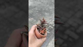 HAWORTHIA VARIEGATA tanamanhias jualtanamanhiasmurah haworthia euphorbia [upl. by Paza75]