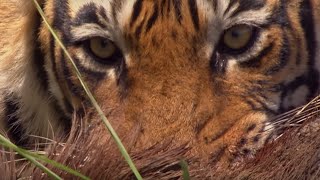 Rare Tiger vs Boar Fight  BBC Earth [upl. by Vitale]