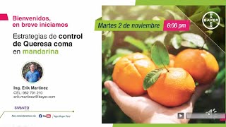 Estrategias de control de Queresa coma en mandarina  Agro Bayer Perú [upl. by Asilanna]