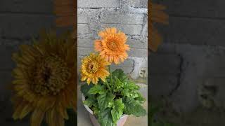 Growing Gerbera flowers with leaves [upl. by Hudgens]