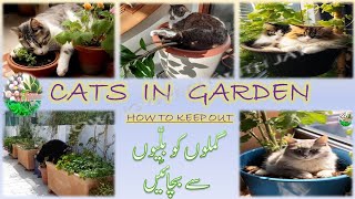 Cats in Garden  Cats In Garden How To Keep Out  Cat Repellent [upl. by Call]