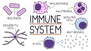 Understanding the Immune System in One Video [upl. by Wane316]