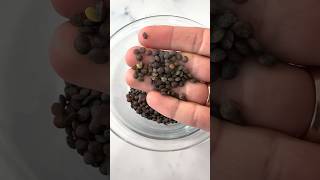 Health Benefits of Lentils this is not medical advice [upl. by Zebedee557]