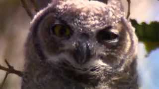 Great Horned Owl juvenile [upl. by Vel]