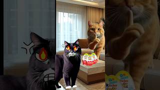 Ceta cats dont touch myshortvideo cute cat america [upl. by Eitac229]