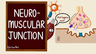 Neuromuscular Junction  NMJ  Neuromuscular transmission  Myology  Nerve Muscle Physiology [upl. by Darra]