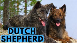 Dutch Shepherd Dog Breed Info  All You Need to Know [upl. by Mulligan155]