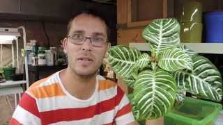 Lets grow a Zebra Plant  Aphelandra squarrosa [upl. by Llertnahs945]