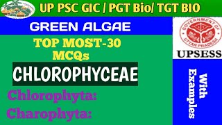 MCQs BASED ON CHLOROPHYCEAE GREEN ALGAE [upl. by Noy]