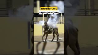 കുതിര പുകയുന്നതോ smoke from horse back saddle malayalam shorts [upl. by Ylirama]