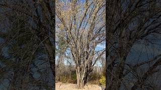 Silver Maple  November 5 2024 [upl. by Norven296]