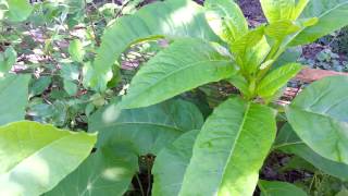 Pokeweed identification  poisonous plant [upl. by Mcgannon]