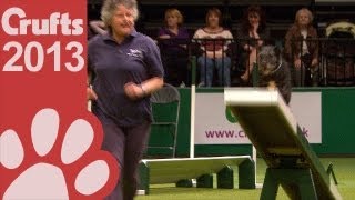 Agility  Team Medium  Final  Short Highlights  Crufts 2013 [upl. by Benia]