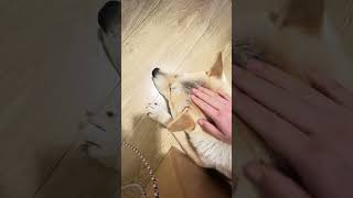 🐕❤️I have covered my babys forehead with pulp shorts cute dog doglover shortvideo puppy [upl. by Enois75]