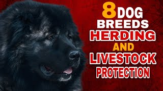 8 Top Dog Breeds for Herding and Livestock Protection [upl. by Frederik]