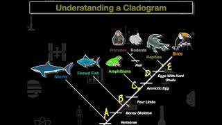 Cladogram Practice [upl. by Hutchings]