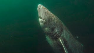 ✔ TIBURÓN PREHISTÓRICO de 512 años🦈Tiburón de Groenlandia Somniosus microcephalusGreenland Shark [upl. by Nho]