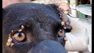 Rescue dogs removing ticks on dogs ear [upl. by Byrdie938]