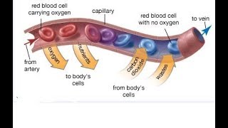 Arteries Veins and Capillaries continued PART 2 [upl. by Ilam]