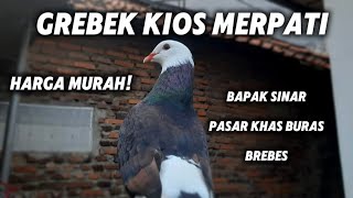 GREBEK PENJUAL MERPATI BAPAK SUNAR PASAR KHAS BURAS BREBES [upl. by Damas]